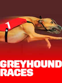 Greyhound Races