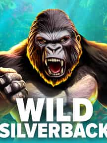 Wild Silverback