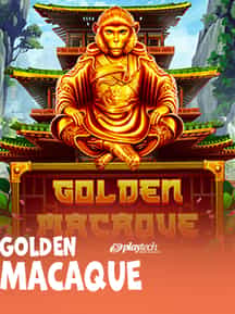 Golden Macaque